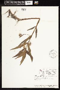 Lysimachia thyrsiflora image