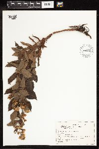 Thumbnail image of current specimen