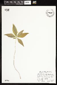 Lysimachia borealis image