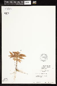 Lysimachia borealis image