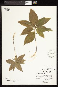 Lysimachia borealis image