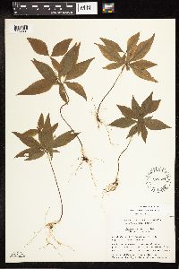 Lysimachia borealis image