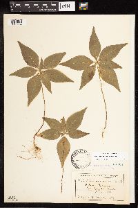 Lysimachia borealis image