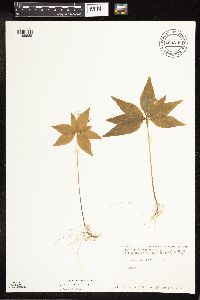 Lysimachia borealis image