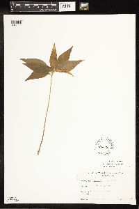 Lysimachia borealis image