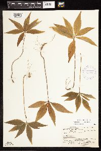 Lysimachia borealis image