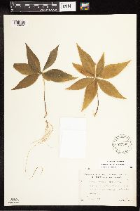 Lysimachia borealis image