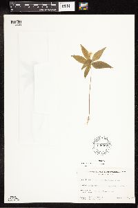 Lysimachia borealis image