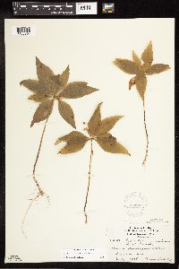 Lysimachia borealis image