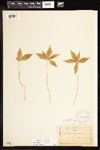 Lysimachia borealis image