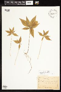 Lysimachia borealis image