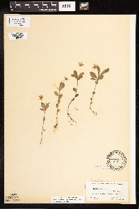 Lysimachia europaea image