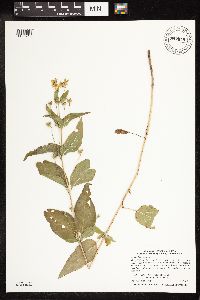 Lysimachia ciliata image