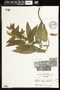 Lysimachia ciliata image