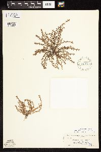 Lysimachia minima image