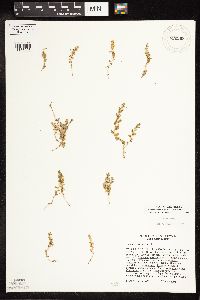 Lysimachia minima image