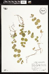 Lysimachia nummularia image