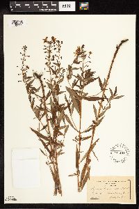 Lysimachia terrestris image