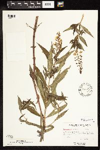 Lysimachia terrestris image