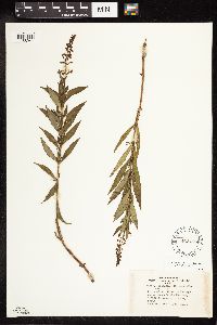 Lysimachia terrestris image