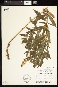 Lysimachia terrestris image