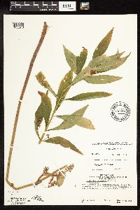 Lysimachia thyrsiflora image