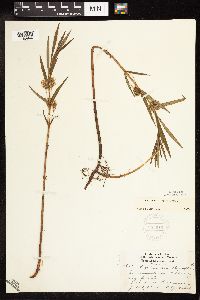 Lysimachia thyrsiflora image