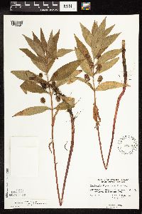 Lysimachia thyrsiflora image