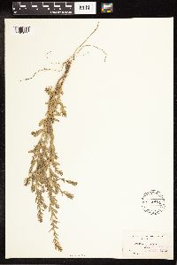 Lythrum hyssopifolia image