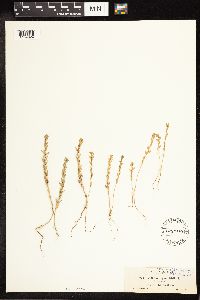 Lythrum hyssopifolia image
