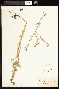 Lythrum hyssopifolia image