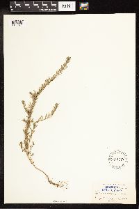 Lythrum hyssopifolia image