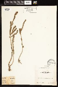 Lythrum hyssopifolia image