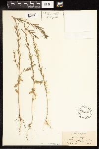 Lythrum hyssopifolia image