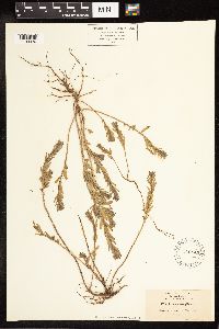 Lythrum hyssopifolia image