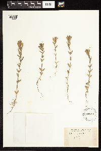 Lythrum hyssopifolia image