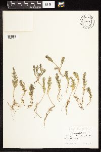 Lythrum hyssopifolia image