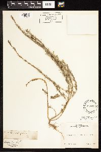 Lythrum hyssopifolia image