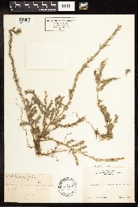 Lythrum hyssopifolia image