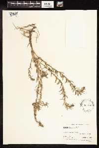 Lythrum hyssopifolia image