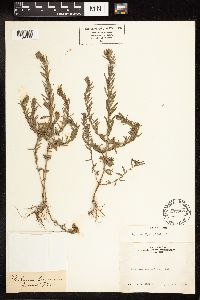 Lythrum hyssopifolia image