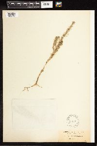 Lythrum hyssopifolia image