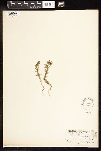 Lythrum hyssopifolia image