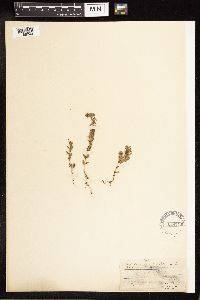 Lythrum hyssopifolia image
