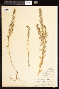 Lythrum hyssopifolia image