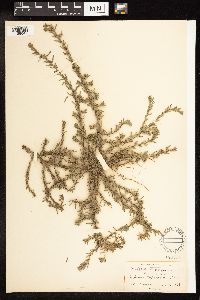 Lythrum hyssopifolia image