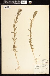Lythrum hyssopifolia image