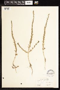 Lythrum hyssopifolia image