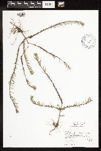 Lythrum hyssopifolia image