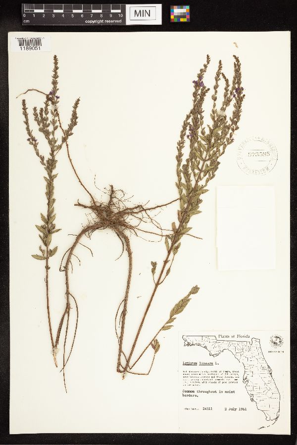 Lythrum alatum var. lanceolatum image